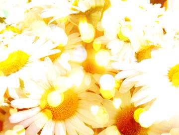 FX №266675 Daisy Background Stock Photo High-Res