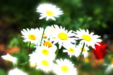 FX №266135 Daisy Delight on Warm Background