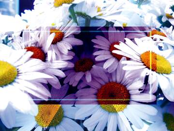 FX №266680 Daisy Flowers Seamless Pattern Background Stock Illustration