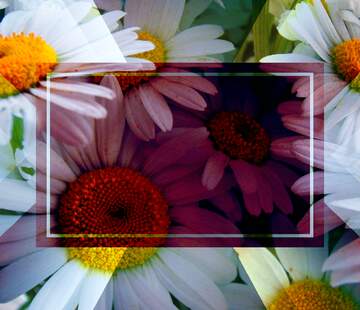 FX №266681 Daisy HD Wallpapers and Backgrounds