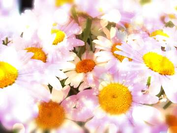 FX №266660 Daisy Pictures