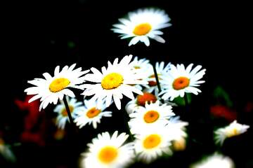 FX №266134 Floral Symphony with Daisy Sunshine