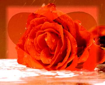 FX №266322 Floral Symphony: Roses Blossom in Love`s Greetings