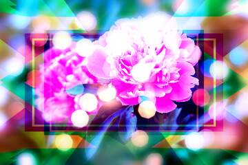 FX №266341 Greetings Harmony: Peonies  Bloom in Love`s Canvas