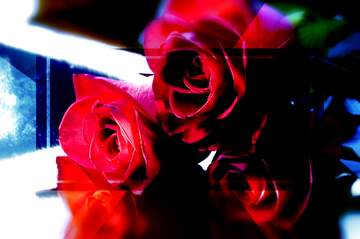 FX №266249 Greetings Harmony: Roses Blossom in Love`s Symphony