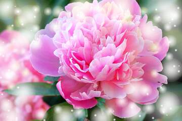 FX №266339 Greetings Radiance: Peonies  Bloom in Love`s Symphony