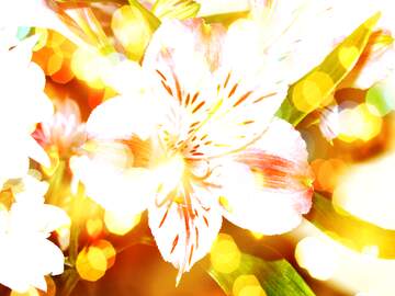 FX №266395 Hundo P Bliss: Greetings in Full Blooming Positivity