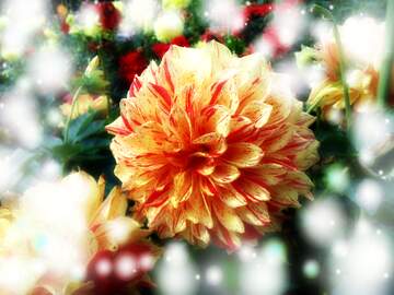 FX №266482 Lit AF Petals: Love Blooms in Greetings