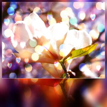 FX №266154 Love`s Magnolia Bouquet: A Spring Symphony