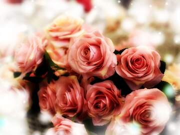 FX №266275 Love`s Radiance: Roses Blossom in Greetings Symphony
