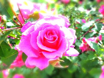 FX №266213 Love`s Radiance: Wishful Blooms in Background