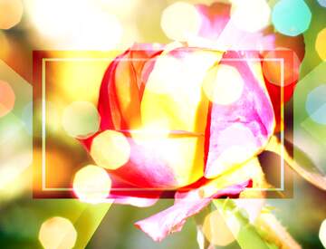 FX №266563 Love`s Radiance: Wishful Blooms in Background
