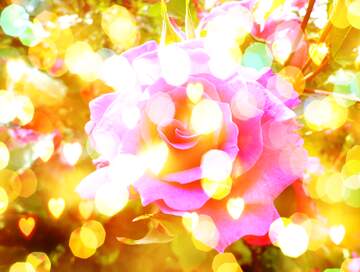 FX №266218 Love`s Wishful Garden: Blooms in Background Harmony