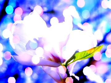 FX №266160 Magnolia Bloom Harmony: A Spring Love Affair