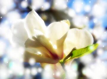 FX №266148 Magnolia Blooms Dance in Love`s Springtime Serenade