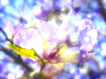 FX №266170 Magnolia Elegance on a Spring Love Canvas