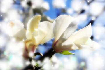 FX №266173 Magnolia Love Blossoms: A Symphony Unveiled in the Spring Meadow