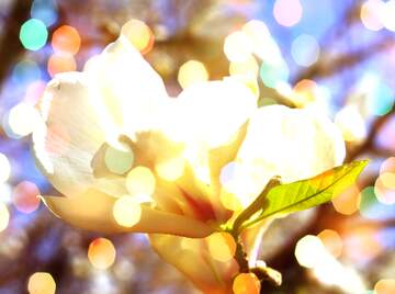 FX №266166 Magnolia Petal Serenade in Love`s Spring Harmony