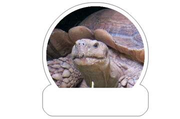 FX №266013 Majestic Aldabra Tortoise Portrait: A Stunning Close-Up of Nature`s Gentle Giant