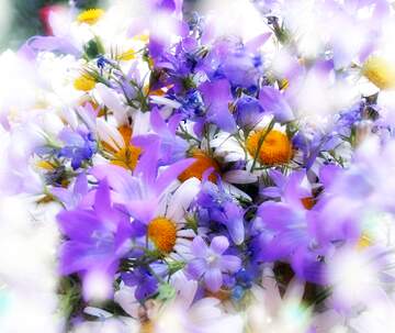 FX №266717 meadow, spring, flowers, white daisy desktop wallpaper