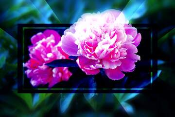 FX №266338 Peonies  Flower Bouquet: Love`s Greetings in Background Elegance