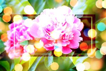 FX №266344 Peonies Petal Serenade in Love`s Bloom Background