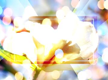 FX №266168 Radiant Magnolia Bloom Embraced by Spring Love