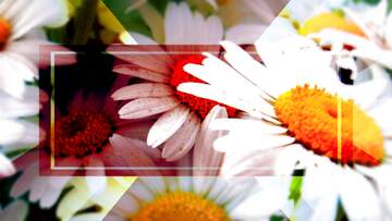 FX №266685 Retro Daisy Flowers Background. Groovy Flowers