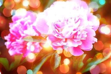 FX №266352 Rose Affection in Love`s Floral Symphony