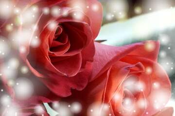 FX №266242 Rose Elegance: Greetings of Love in Floral Symphony