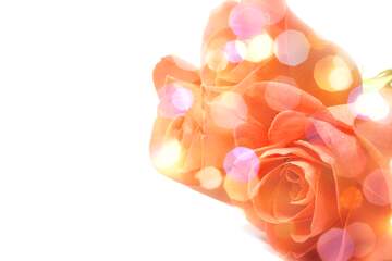 FX №266264 Rose Elegance: Greetings of Love in Floral Symphony