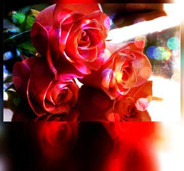 FX №266245 Rose Serenade: Greetings of Love in Floral Bloom
