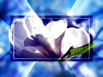 FX №266149 Spring Love`s Magnolia Symphony: Petals Unveiled