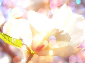 FX №266165 Spring`s Floral Embrace: Magnolia Love Unveiled