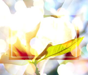 FX №266169 Spring`s Love Affair with Magnolia Blossoms