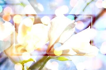 FX №266186 Spring`s Love Waltz: Magnolia Blossoms in Radiant Harmony
