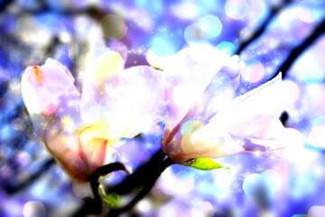 FX №266196 Spring`s Magnolia Love Waltz: Petal Symphony Unveiled