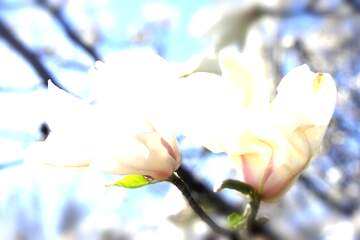 FX №266189 Spring`s Magnolia Petal Affection: Love Blossoms Radiantly