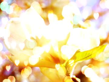 FX №266152 Spring`s Radiant Blooms: Magnolia Love in Full Glory
