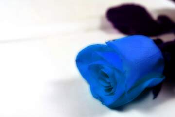 FX №266033 Stunning Blue Rose: A Symbol of Uniqueness and Mystery