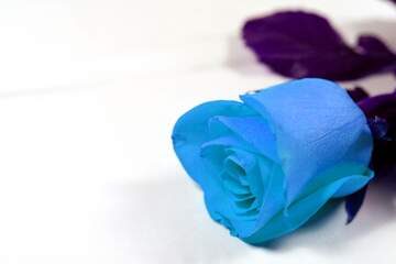 FX №266034 Stunning Blue Rose - Unique Floral Beauty for Nature Lovers