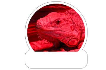 FX №266011 Stunning Red-Illuminated Bearded Dragon Portrait