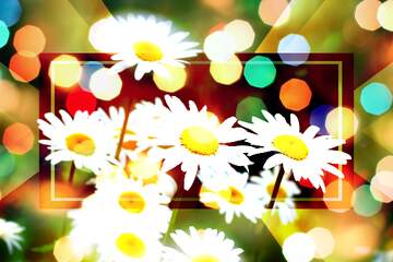FX №266139 Summer`s Floral Daisy Fantasy