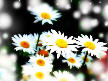 FX №266130 Sunlit Daisy Blossoms Background