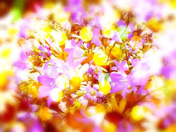 FX №266695 Top Free Daisy Background