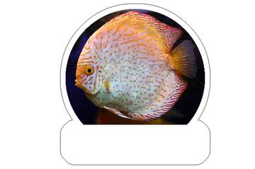 FX №266006 Vibrant Discus Fish in Aquatic Splendor: An Artistic Exploration