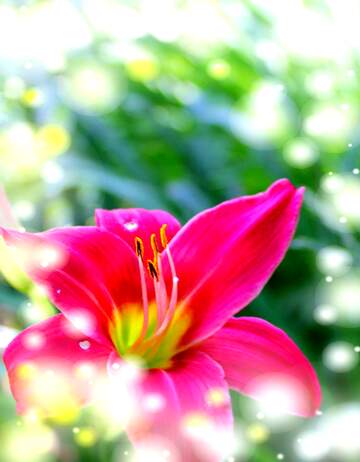 FX №266739 Vibrant Pink Lily Blooming in a Dreamy Garden Setting