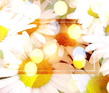 FX №266674 Wallpapers Daisy Phone Images