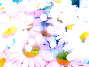 FX №266679 White daisy flowers background soft focus