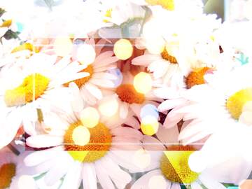 FX №266678 White flowers, daisies, daisy, nature, HD phone wallpaper
